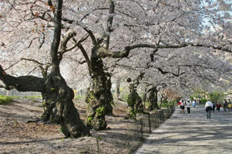 058 Central Park.jpg