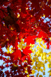 075-USA.jpg